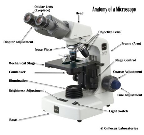 a. Parts of a Microscope - Grade 9 Life Science
